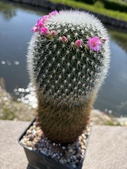 Preview: Mammillaria spinosissima